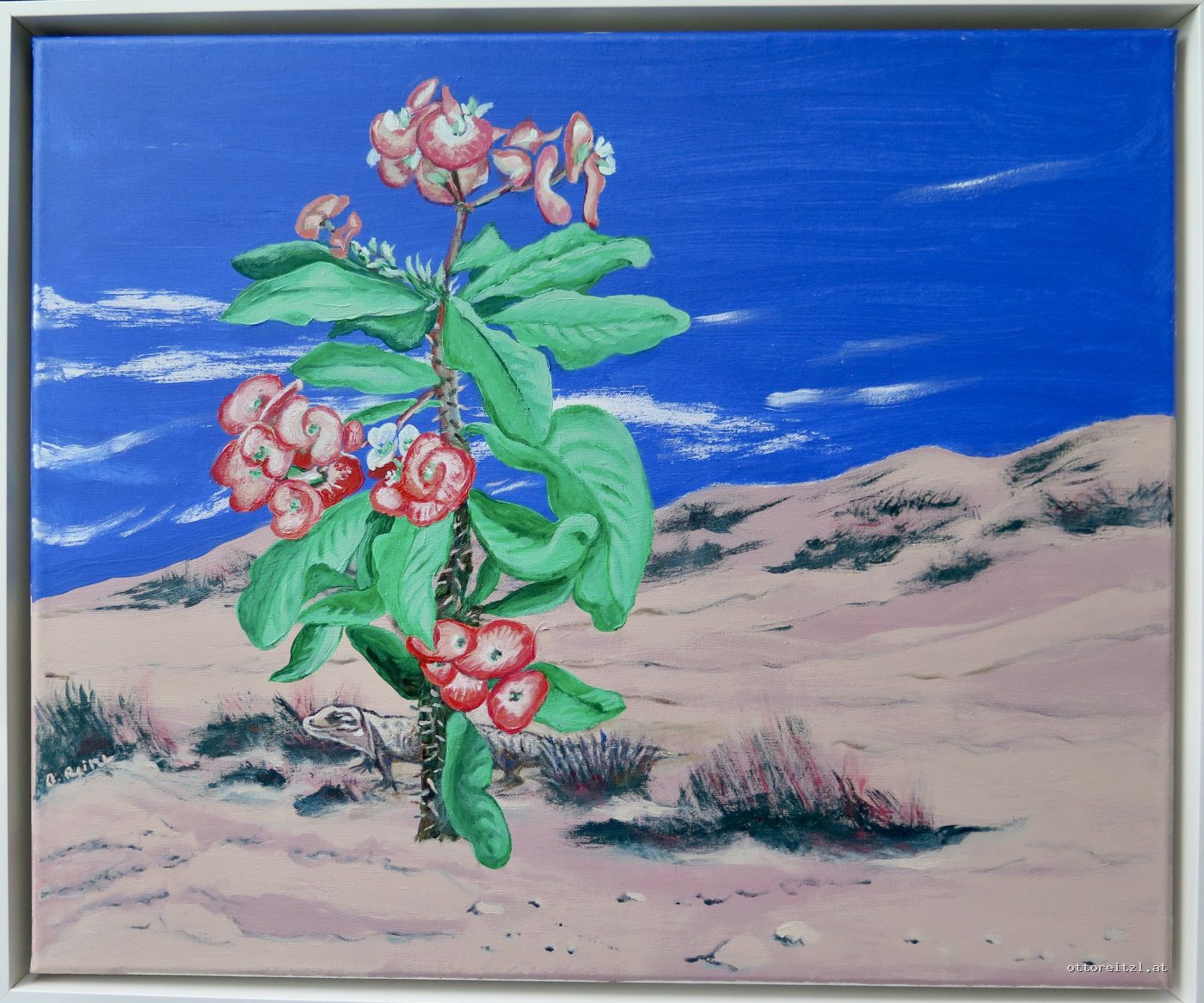Wüstenblume